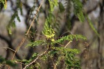 Caesalpinia decapetala