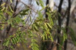 Caesalpinia decapetala