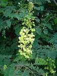 Caesalpinia decapetala