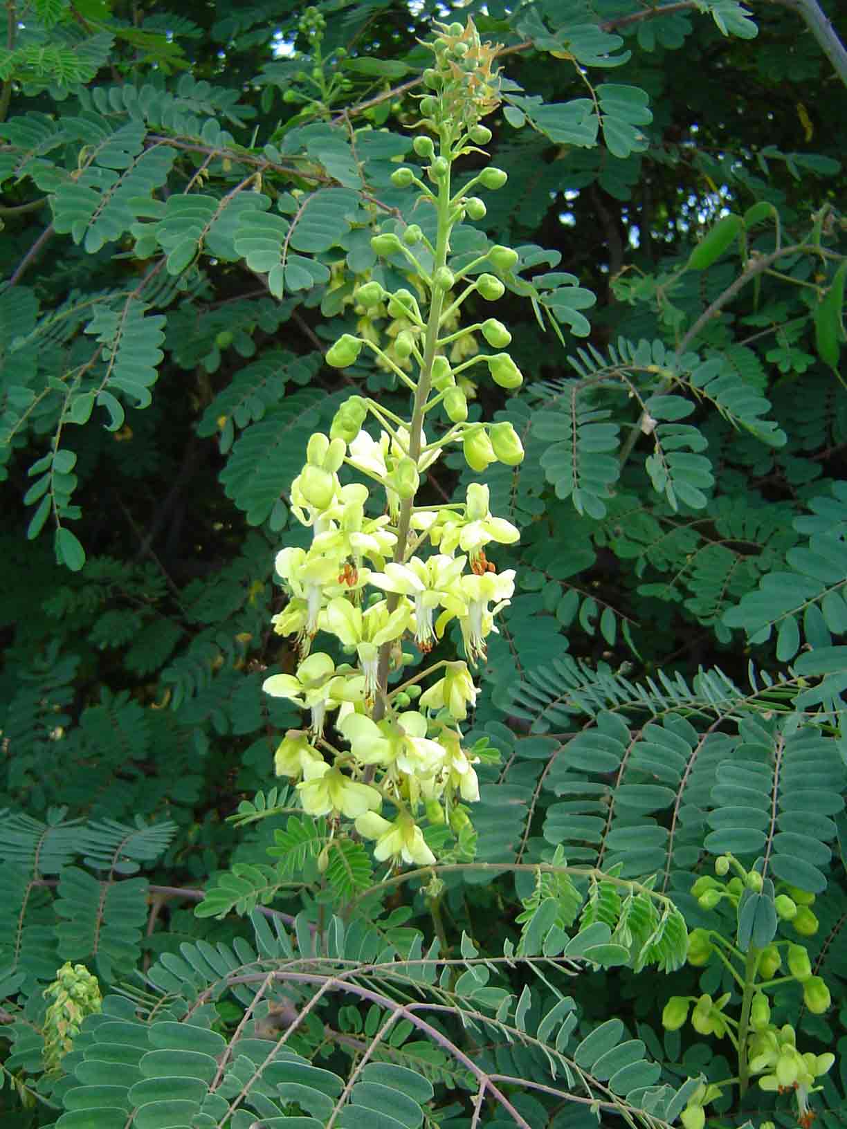 Caesalpinia decapetala