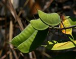 Caesalpinia decapetala