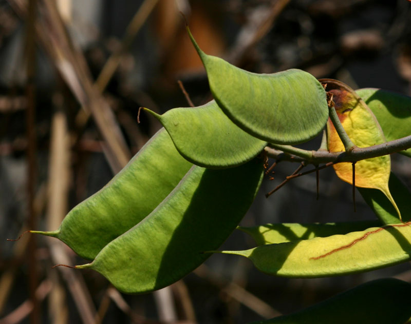 Caesalpinia decapetala