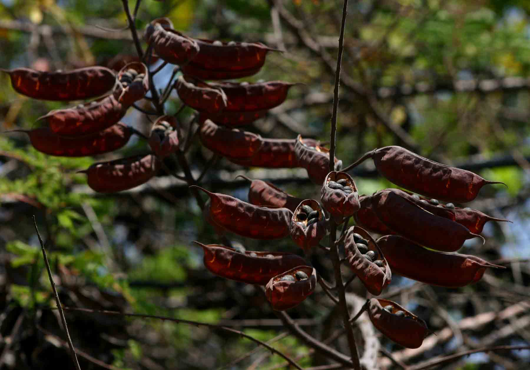 Caesalpinia decapetala