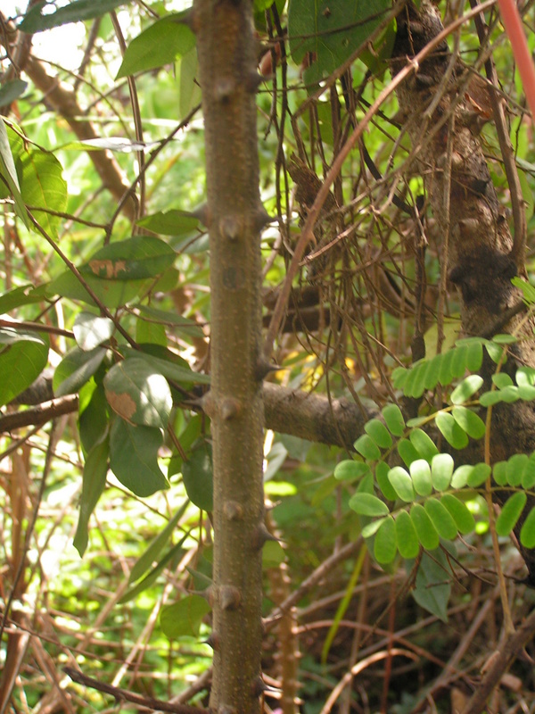 Caesalpinia decapetala