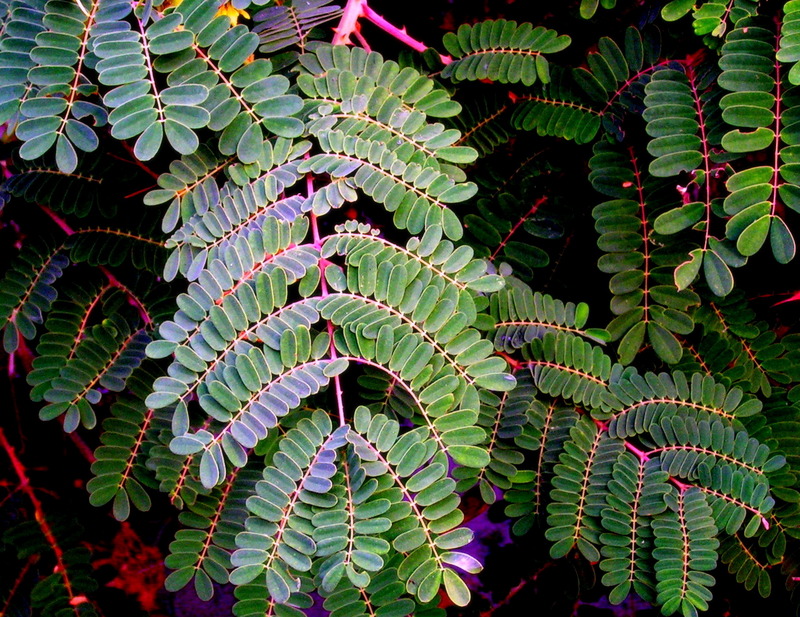 Caesalpinia decapetala