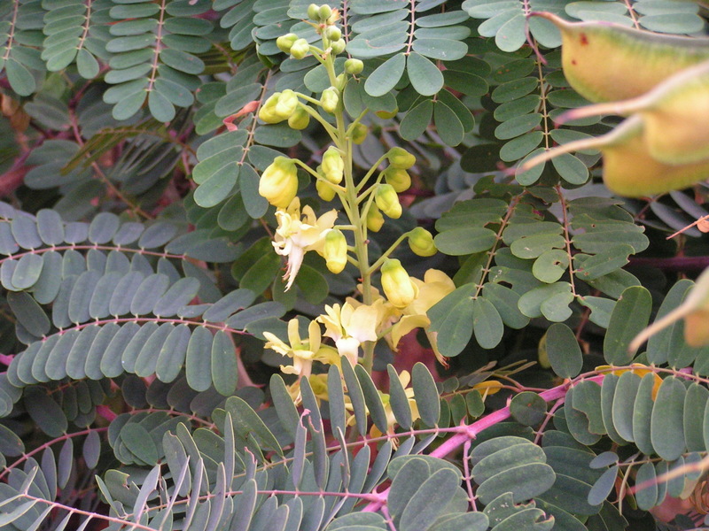 Caesalpinia decapetala