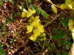 Caesalpinia decapetala