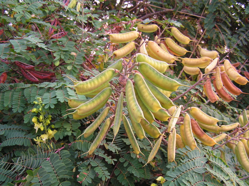 Caesalpinia decapetala