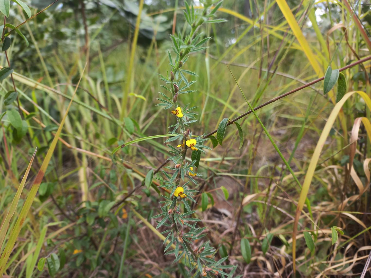 Crotalaria alexandri