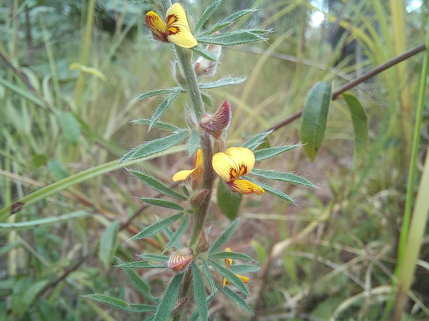 Crotalaria alexandri