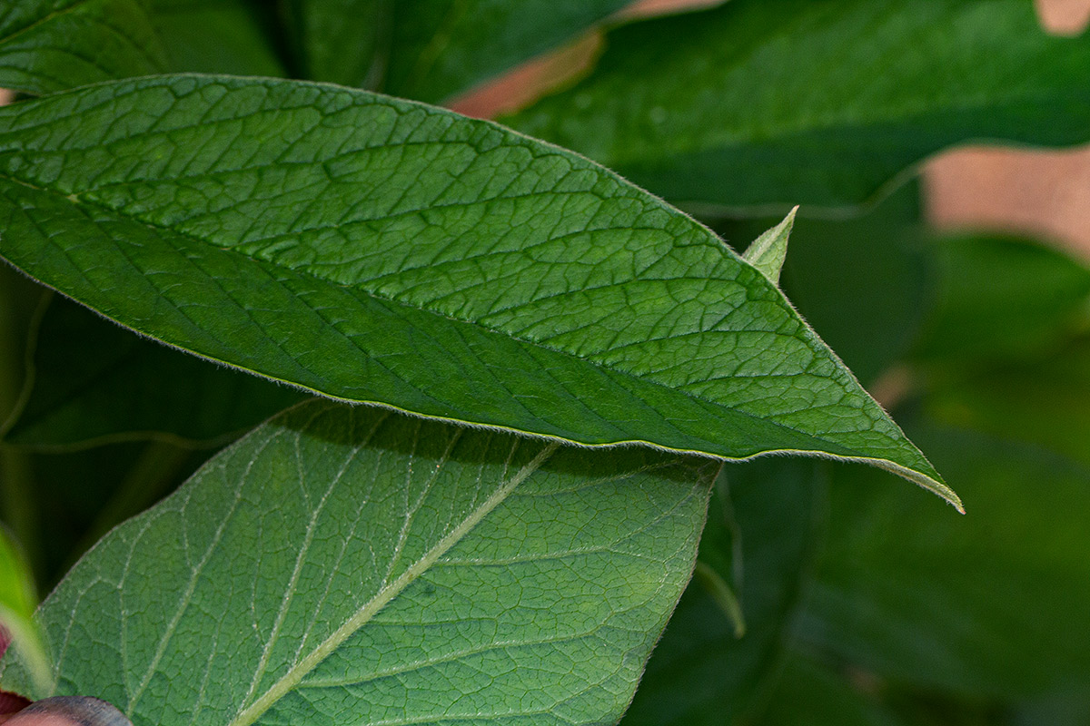 Crotalaria cleomifolia