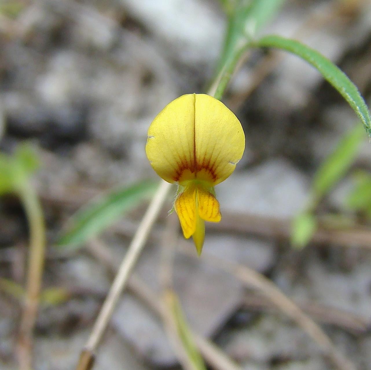 Crotalaria shirensis Crotalaria shirensis