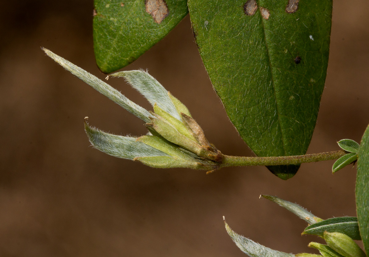 Argyrolobium tomentosum