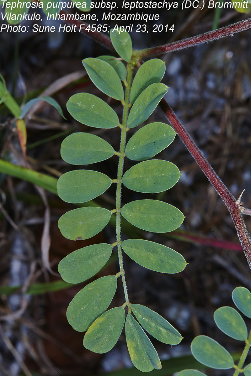 Tephrosia purpurea subsp. leptostachya