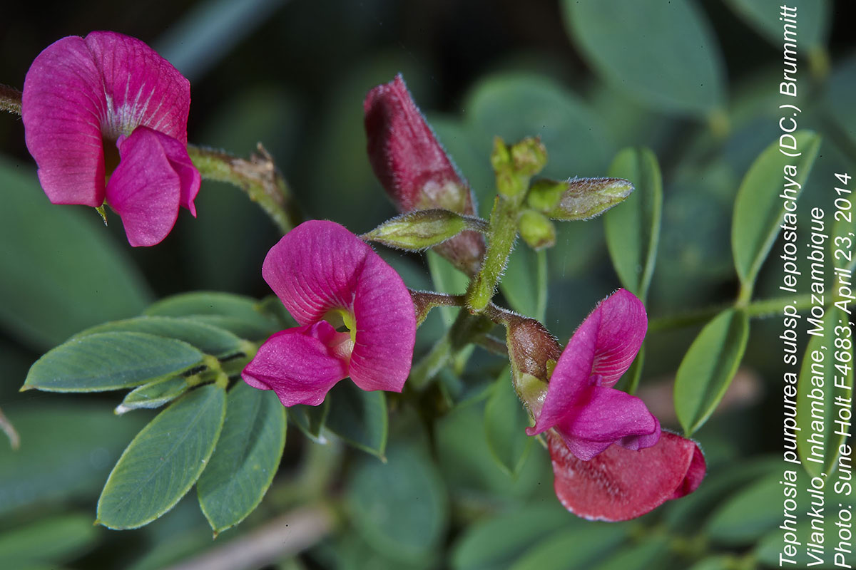 Tephrosia purpurea subsp. leptostachya