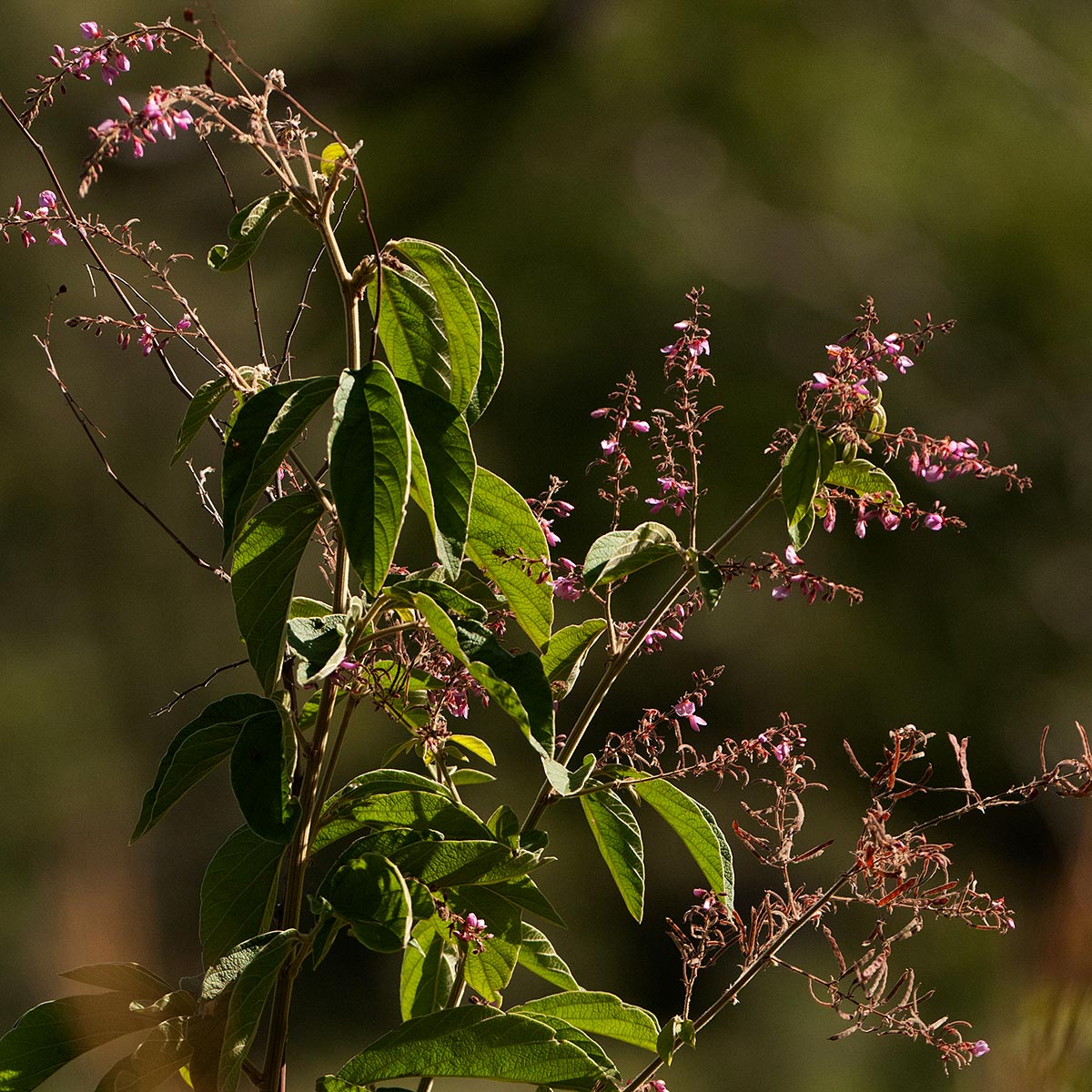 Pleurolobus salicifolius var. salicifolius