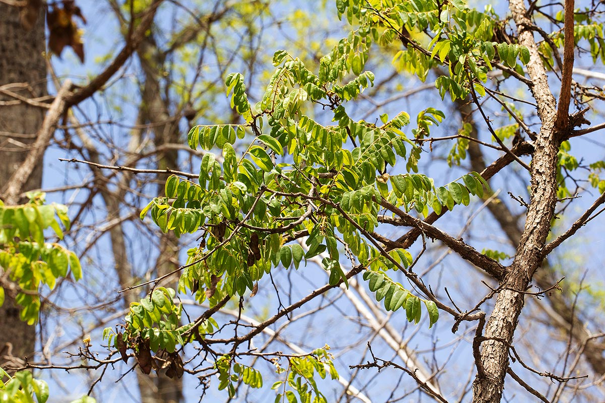 Dalbergia nitidula