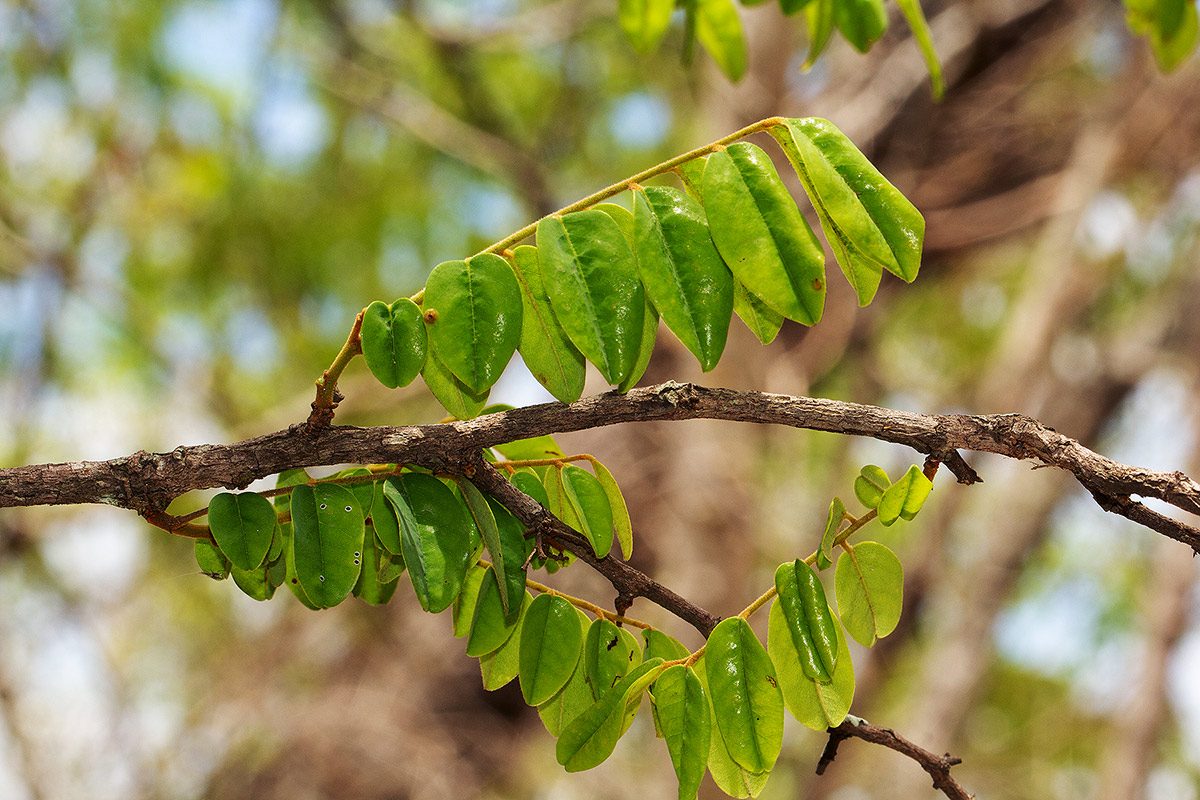 Dalbergia nitidula