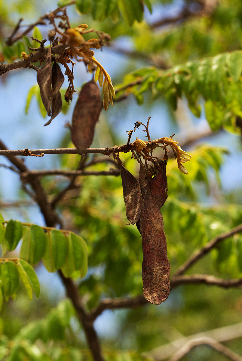 Dalbergia nitidula