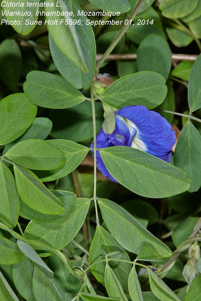 Clitoria ternatea