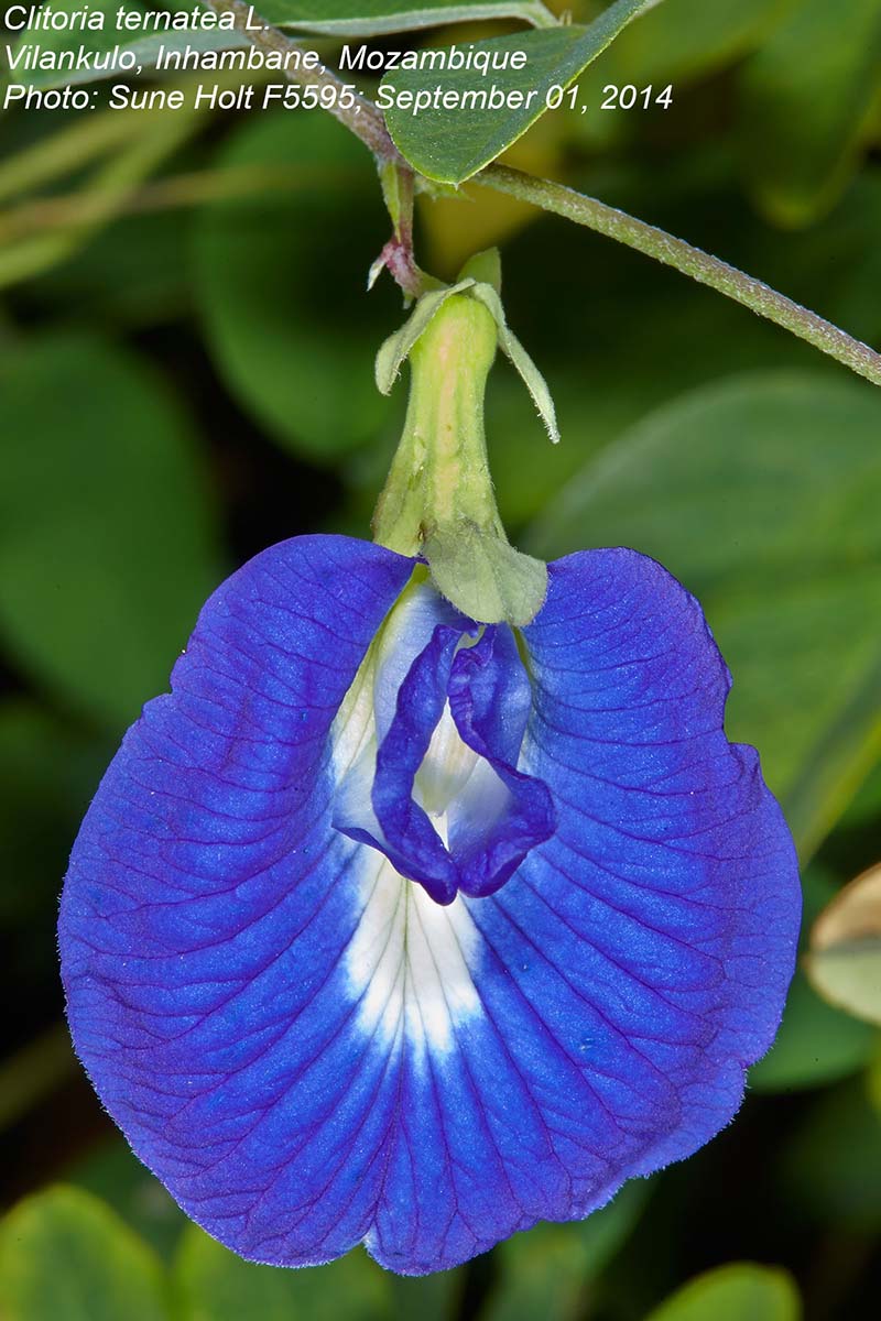 Clitoria ternatea