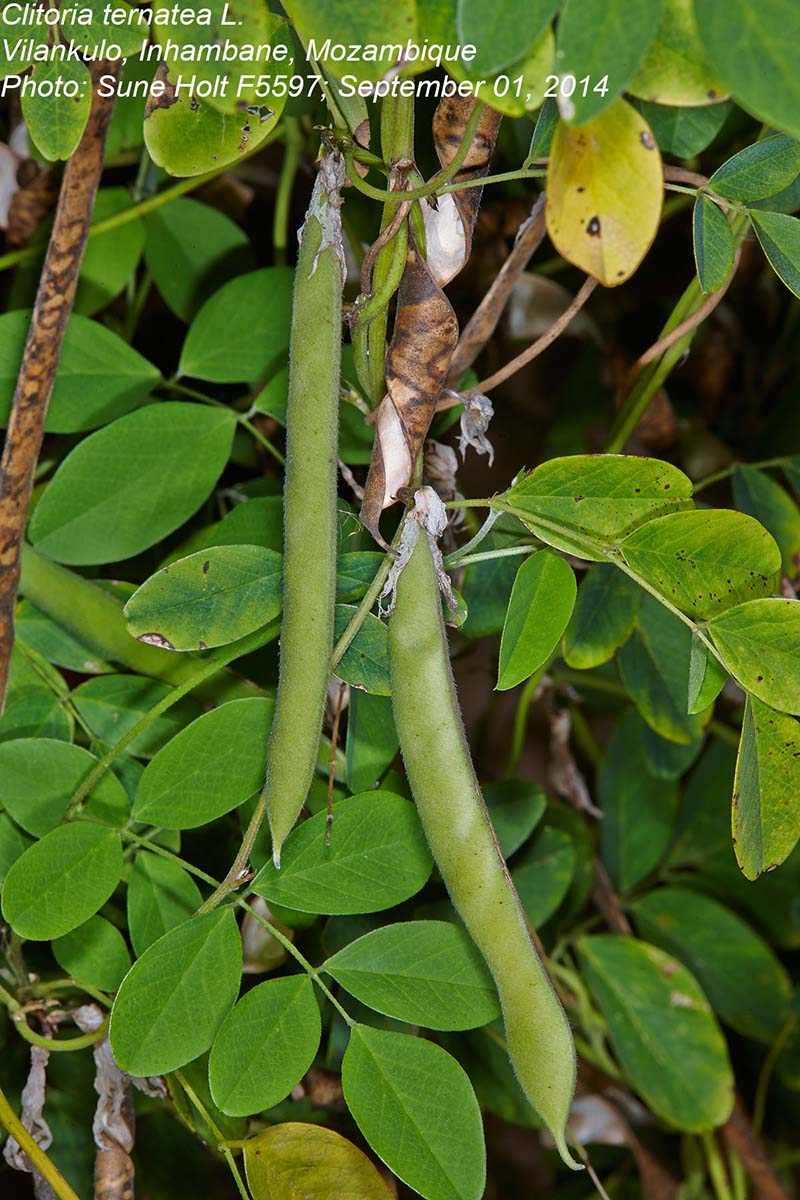 Clitoria ternatea