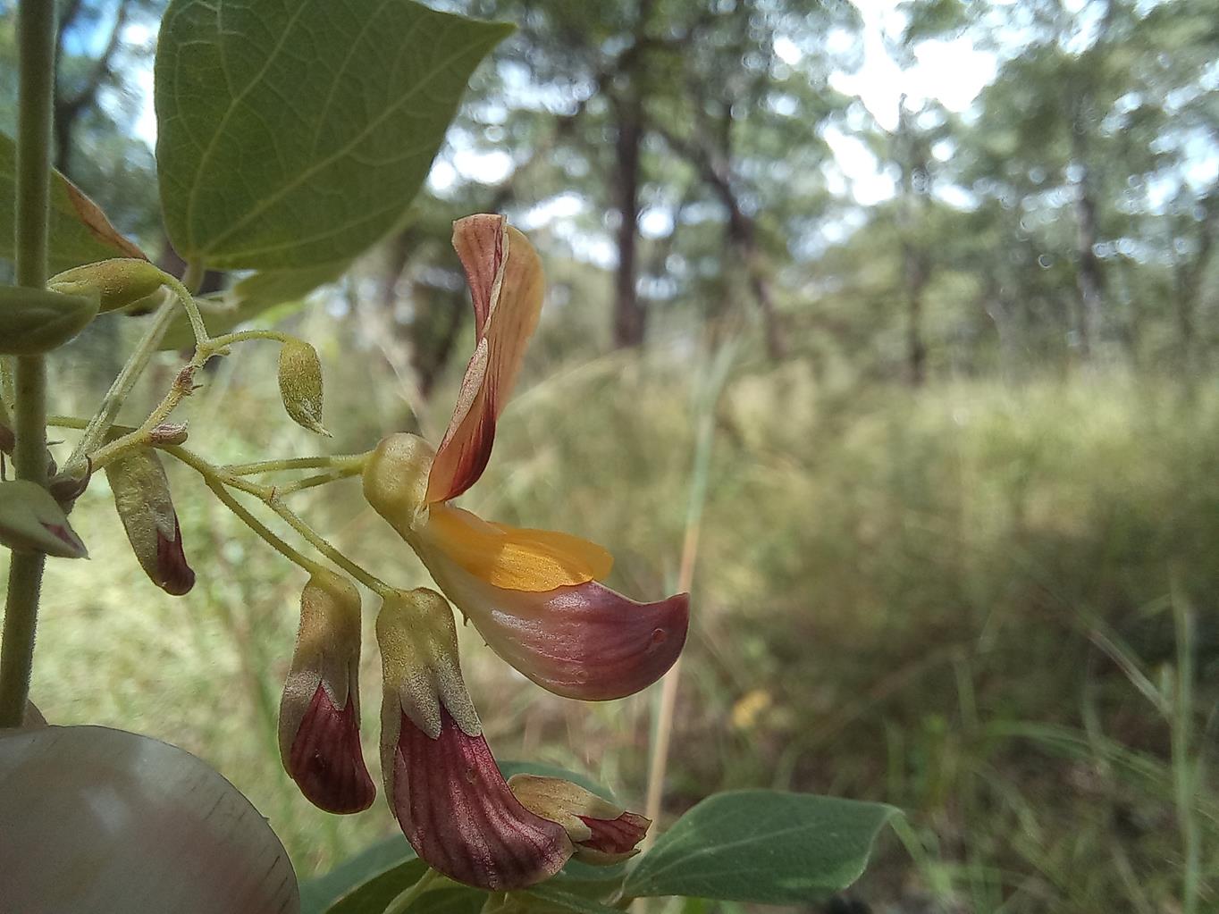 Rhynchosia nyasica