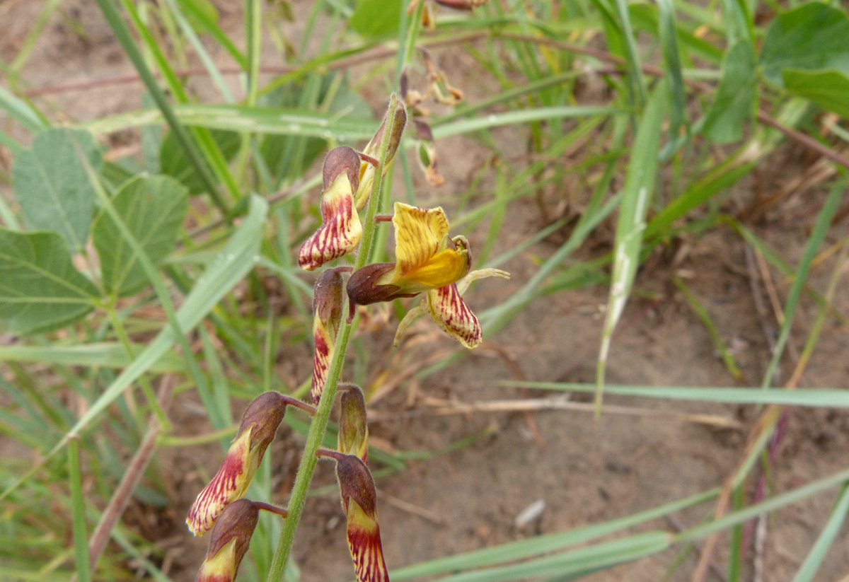 Rhynchosia sublobata