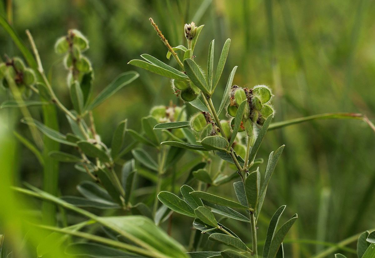 Eriosema psoraleoides