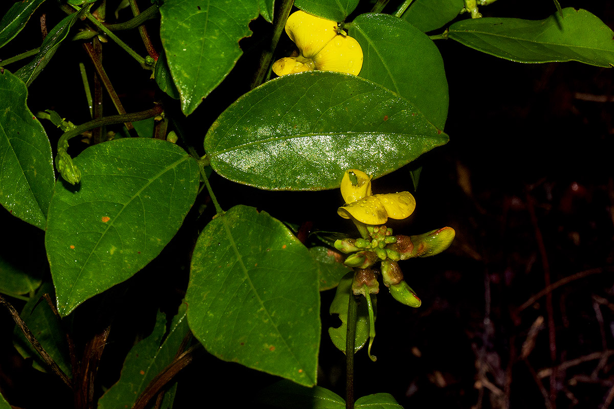 Sphenostylis erecta subsp. erecta