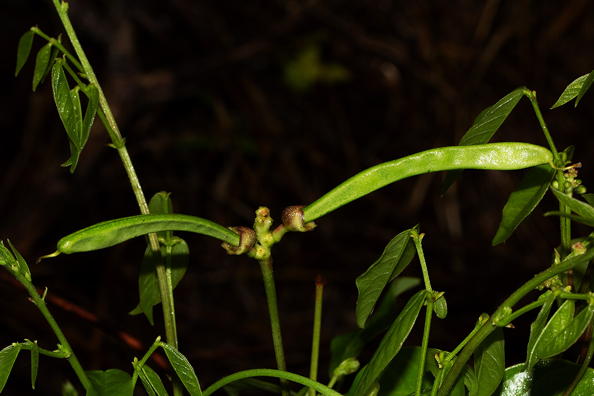 Sphenostylis erecta subsp. erecta