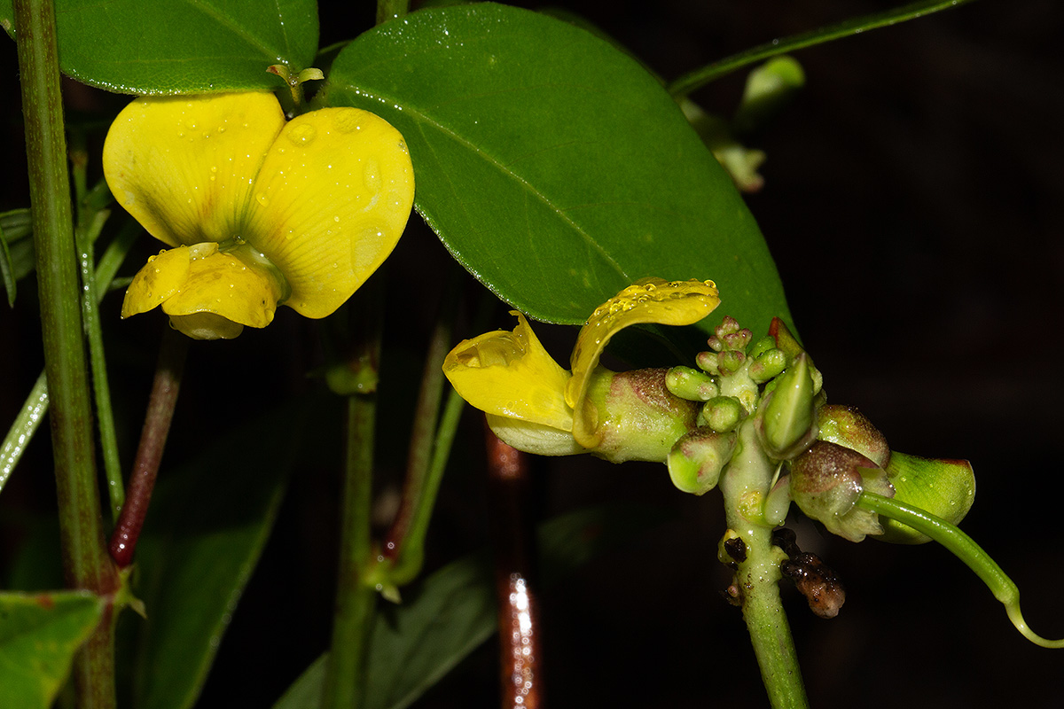 Sphenostylis erecta subsp. erecta