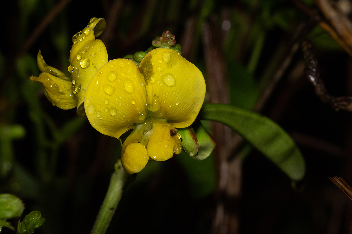 Sphenostylis erecta subsp. erecta