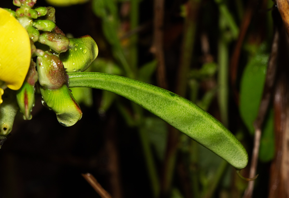 Sphenostylis erecta subsp. erecta