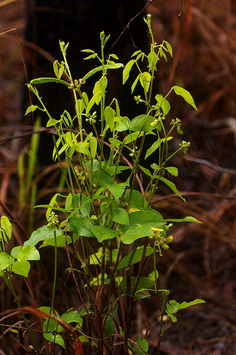 Sphenostylis erecta subsp. erecta