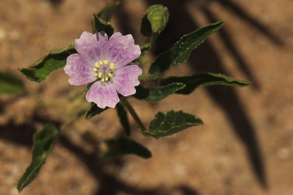 Monsonia angustifolia