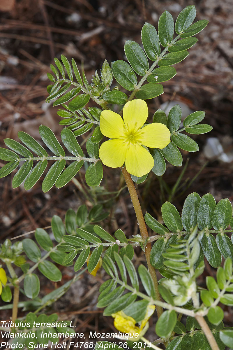 Tribulus terrestris