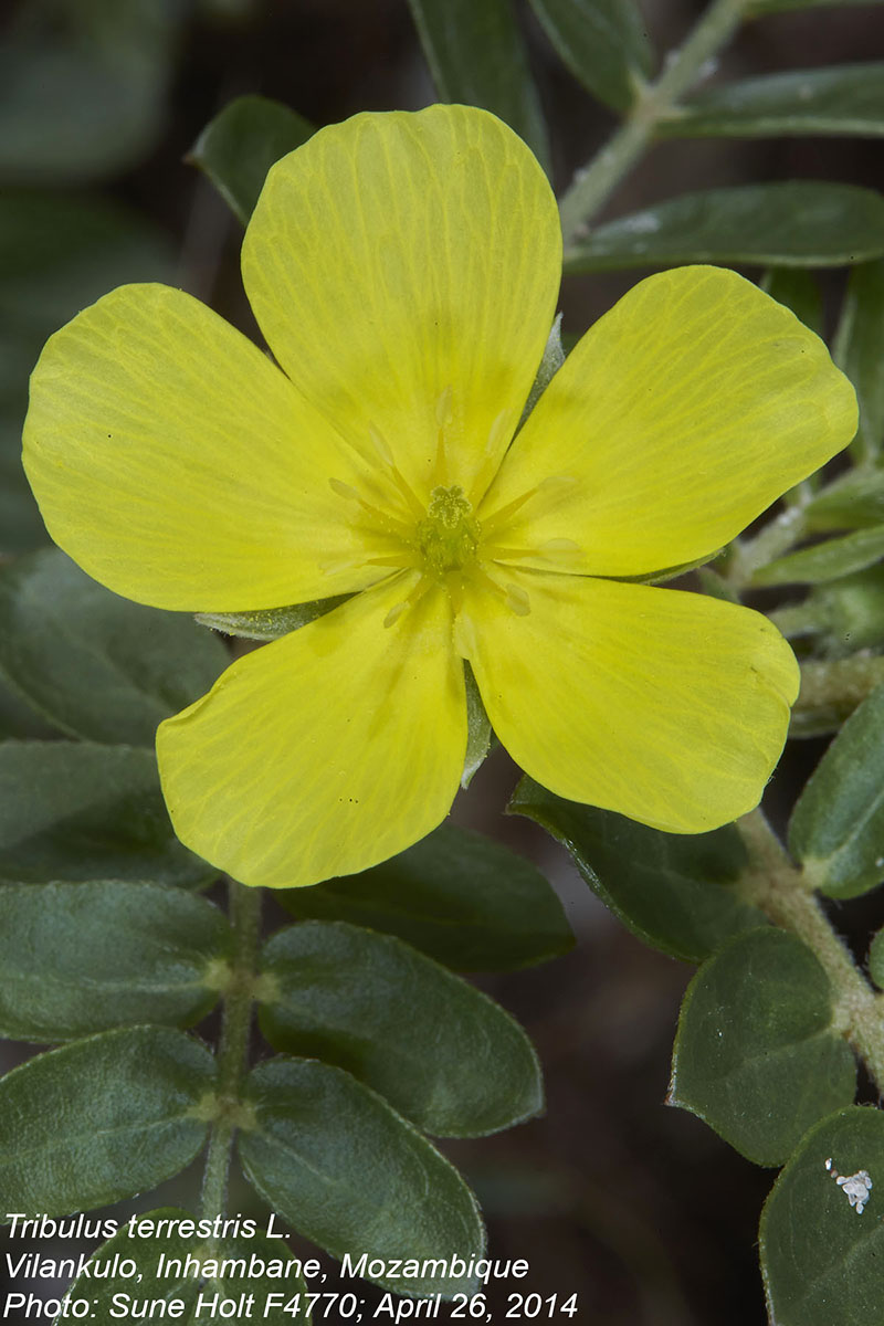 Tribulus terrestris