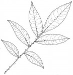 Zanthoxylum gilletii