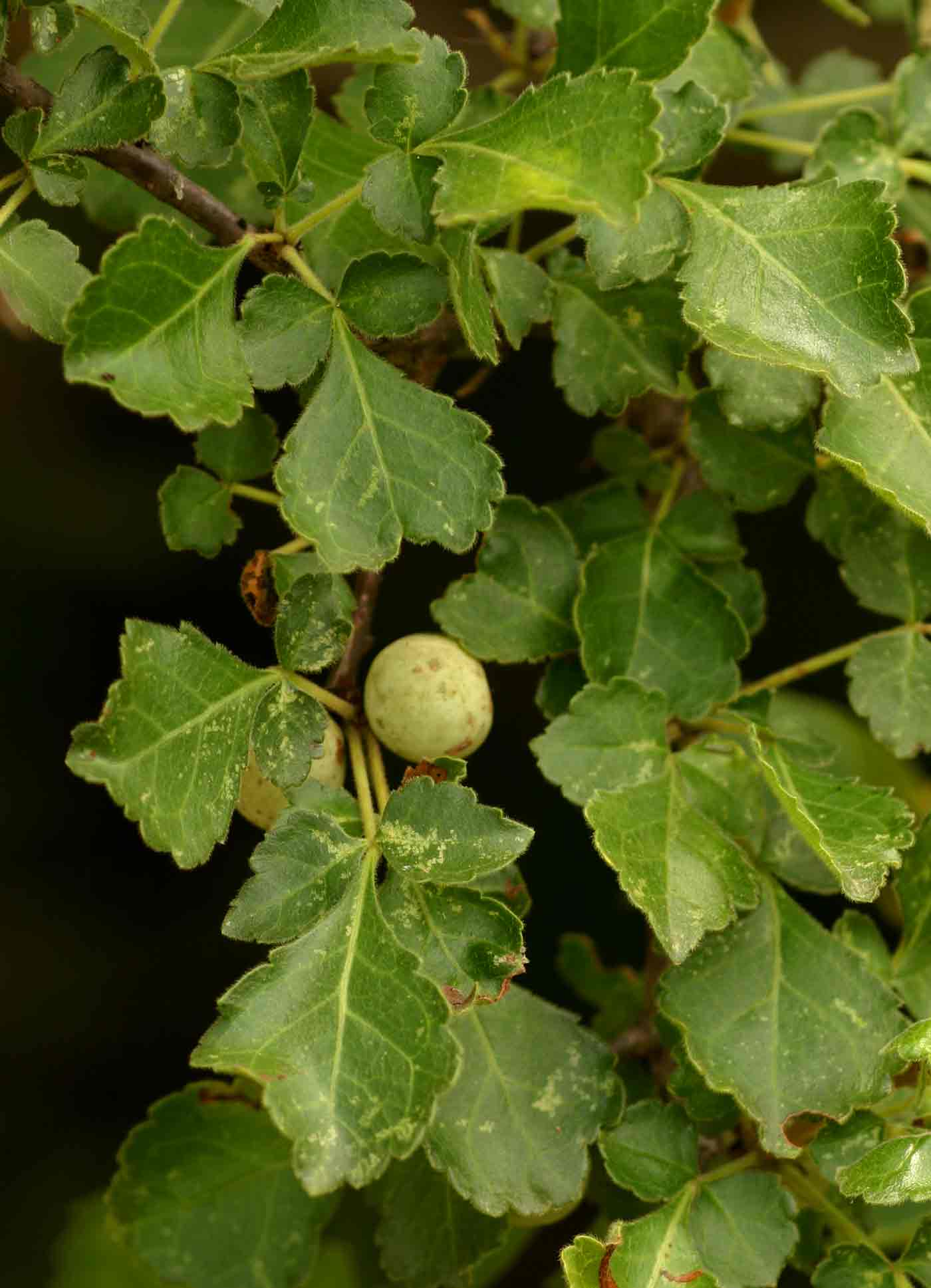 Commiphora africana