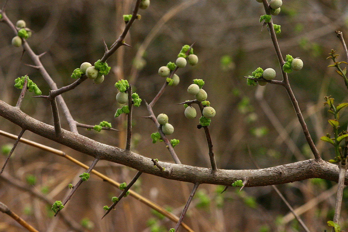 Commiphora africana