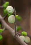 Commiphora africana