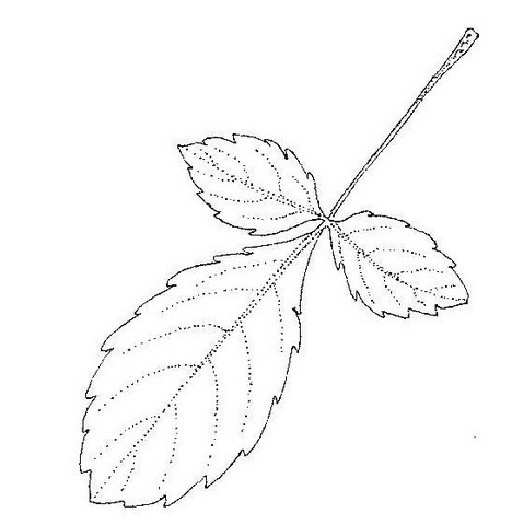 Commiphora africana