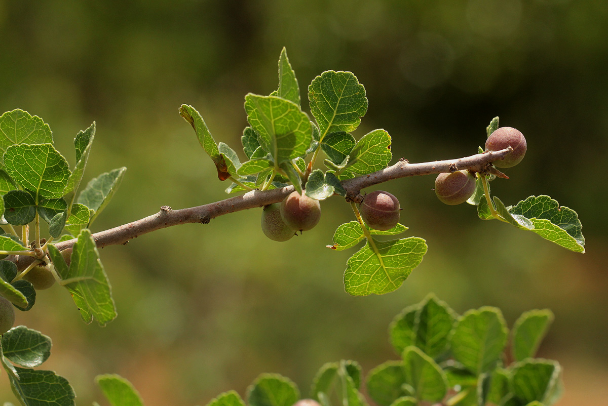 Commiphora africana