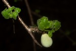 Commiphora africana