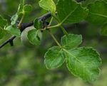 Commiphora africana