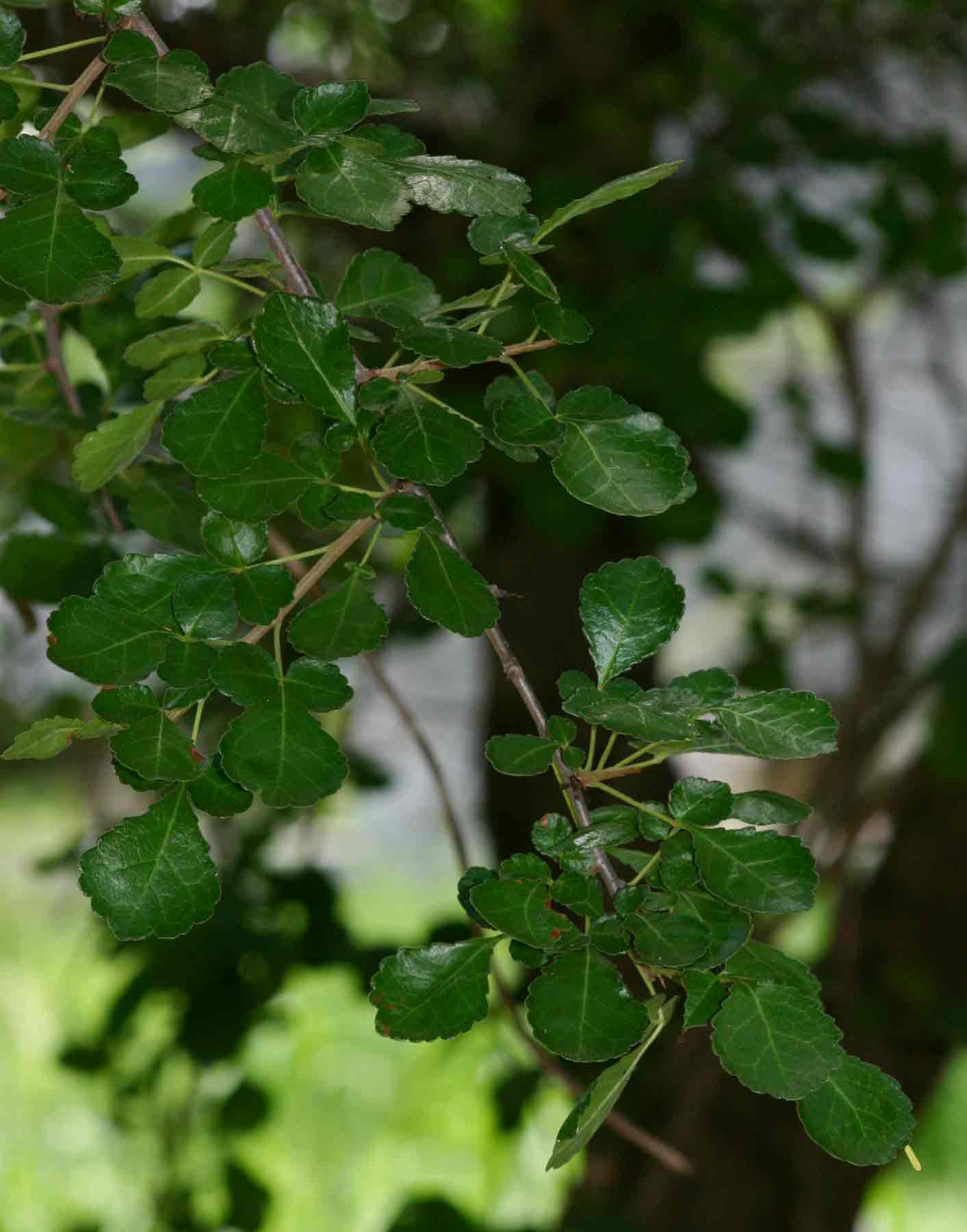 Commiphora africana