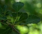 Commiphora africana