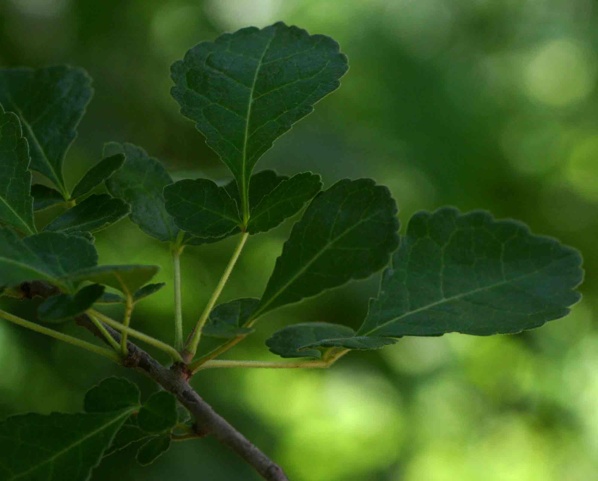 Commiphora africana