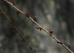 Commiphora africana